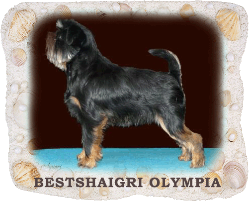 Bestshaigri Olympia
